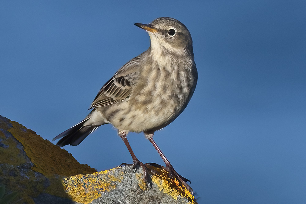 Rock pipit